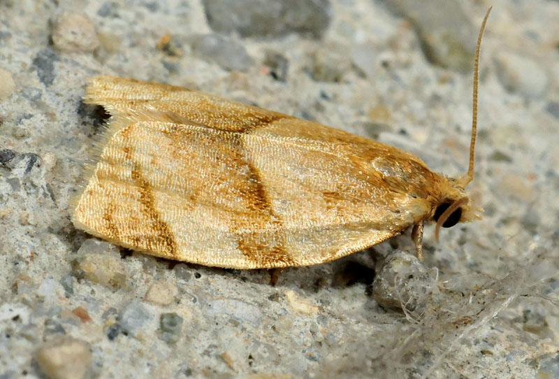 Tortricidae - Clepsis rurinana